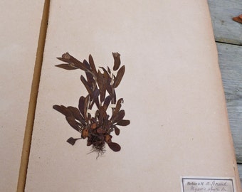 Antique-1887-1889-French-herbarium-MYOSOTIS-ALPESTRIS
