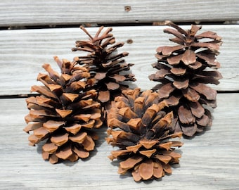 PINE CONES, NATURAL craft supply item, Living Wall, Holiday decoration, Fall,Autumn, Wreathes, Centerpeices,Container, Wall display, DiY