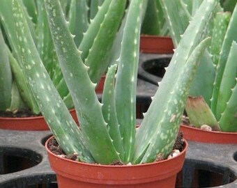 Aloe Vera Medicine Succulent Plant