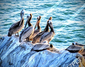 Pelicans in Santa Cruz, California