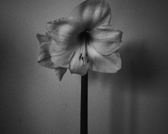Print | Amaryllis Flower