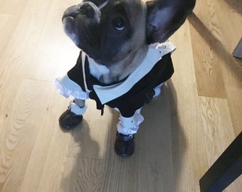 Dog costume, Dog Alexander Hamilton costume, Dog halloween costume, Alexander Hamilton costume,