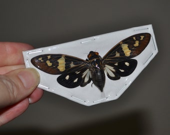 OVERSTOCK: spread Gaeana laosensis Cicadas