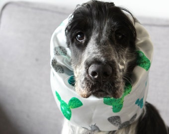 Cactus Dog, Wafflethecockerspaniel, super dog,handsome boy, snoods for dogs, dog snoods