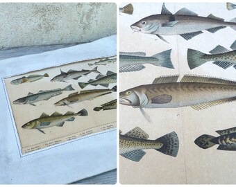 Vintage Antique 1900 French SCHUBERT chromolithograph on cardboard FISH