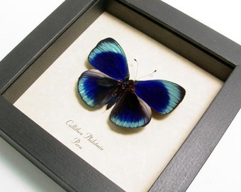 Callithea philotmia Real Framed Butterfly Conservation Display 355