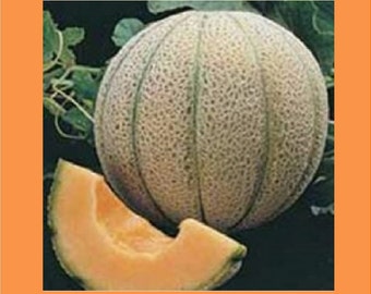Heirloom Delicious Melon Seeds