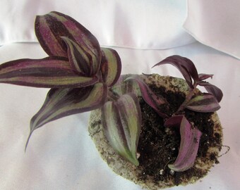 Wandering Jew
