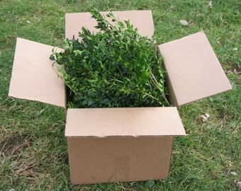 Fresh boxwood BY THE POUND, fresh boxwood branches, English boxwood cuttings, American boxwood cuttings, fresh boxwood cuttings, greenery