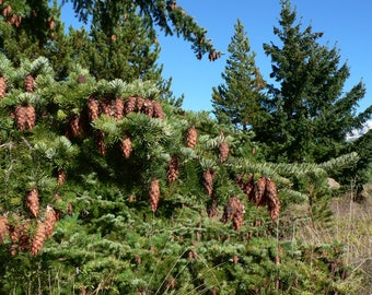 10 Pseudotsuga menziesii, Douglas fir Seeds