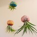 Handmade jellyfish airplant holder // tillandsia holder, tillandsia jellyfish, air plant holder, polymer clay jellyfish, jellyfish tentacle