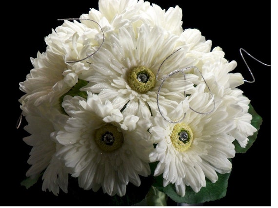 Bridal Daisies, Daisies, Daisies