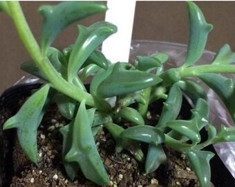 Japan Dolphin Succulent Plant Seeds 100pcs Cute Fresh Clean Green Flowers Seeds Home Garden