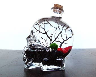 Skull Marimo Moss Ball Terrarium