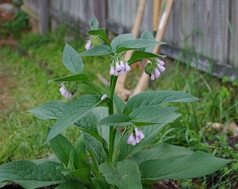 Russian Comfrey Live Root Cuttings - Bocking 14 -- Bitcoin accepted here!