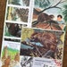 Beavers at the Pond Vintage Forest Animal Collage, Scrapbook and Planner Kit Number 2576