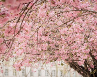 Paris Photography - Cherry Blossoms in Paris, Springtime in Paris, Paris Wall Art, Paris Print, Paris Decor, Paris Bedroom Decor