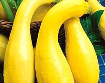 Squash, Early Summer Crookneck, PP, Vegetable, Burpee Garden Seeds