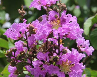 25 Seeds Rhododendron fictola, Rhododendron Seeds