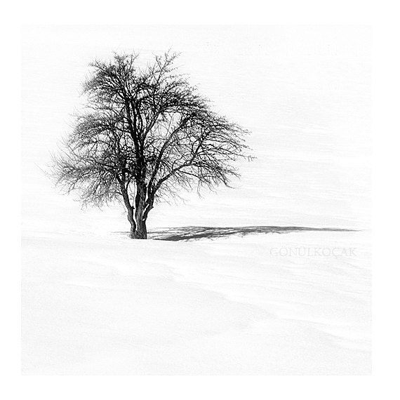 Items similar to black and white photography tree nature photography landscape winter photography snow photography photo print 8x8 inch on etsy Items similar to black and white photography tree nature photography landscape winter photography snow photography photo print 8x8 inch on etsy