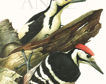 1959 Vintage woodpecker print Vintage bird illustration Vintage bird art Vintage bird print Antique bird illustration Wild Bird decor