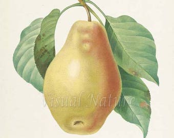 Pear Botanical Print, Pear Art Print, Pear Wall Art, Fruit Art, Fruit Print, Kitchen Art, Garden, Redoute Art, Poire Tarquin