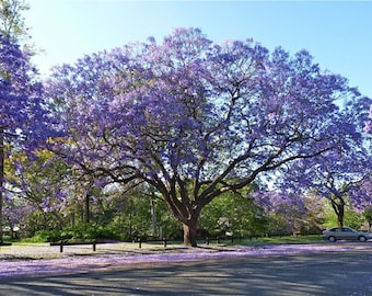 4 Live Purple Jacaranda Trees, with Pots and Growing Instructions