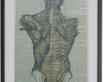 Back Muscles Print No.379, back muscles poster, muscles poster, anatomy print, medical poster, medical gift, anatomy art, dictionary art,