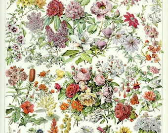 Flowers poster 1936 Vintage botanical illustration vintage Flower poster botanical art vintage French country decor classroom decor