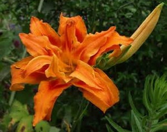 Ornate Daylily Kwanso Hemerocallis fulva Double Ruffled Hardy Plants Perennial Groundcover Perennial Bulb Fast Growing Flowering Plant