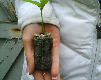 TreesAgain Citrus Starter Pack - Lot of 5 citrus tree starter plugs