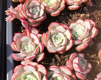 Echeveria sbucorymbosa lau 026