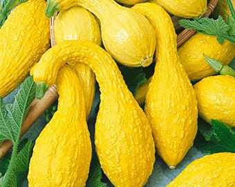 Squash Seeds 250 Yellow Crookneck Summer Squash Seeds