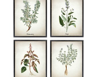 Printable Herb Set of 4, Rosemary Sage Basil and Thyme Vintage Illustrations, Culinary Herbs Kitchen Art Digital Prints INSTANT DOWNLOAD