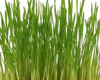 Graines d’herbe de chat - grandir votre propre plaisir pour votre chat heureux !