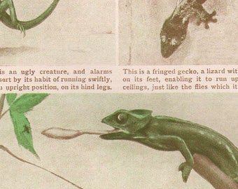 Antique Print, The LIZARD'S Coat Of Many Colours, 1912 wall art vintage color lithograph illustration natural science chart