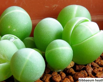 Gibbaeum heathii / Gibbaeum comptonii / 20 seeds