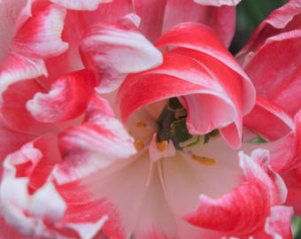 Flower photography. Summer. Pink flower. Nature photo.