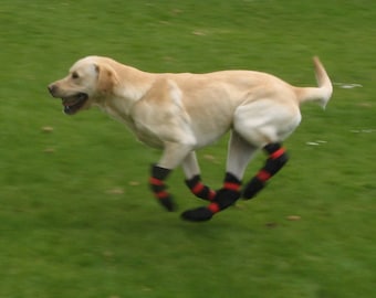 Dog boots Protect from stones, thorns, heat, cold, ice ball formation