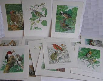 Louis Agassiz Fuertes Antique Bird Lithograph Prints Collection of 15 Circa 1910