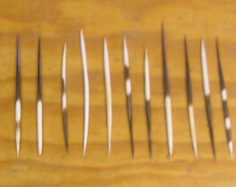 30 African Porcupine Quills
