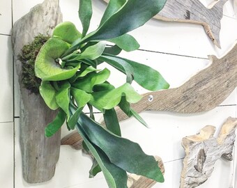 Mounted Driftwood Stagorn Fern