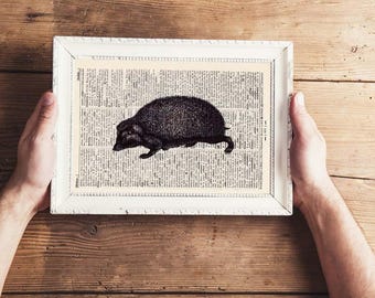 Pressure - HEDGEHOG - antique book page