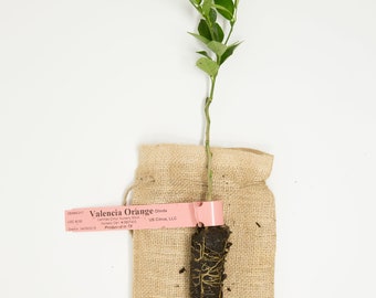 Valencia Orange Tree - 12" Micro-budded Citrus Tree