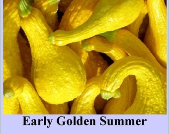 Heirloom Early Golden Crookneck Squash Seed