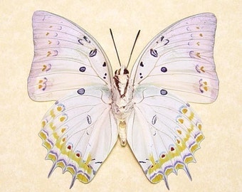 Framed Butterfly White Jewel Conservation Quality Display 303v