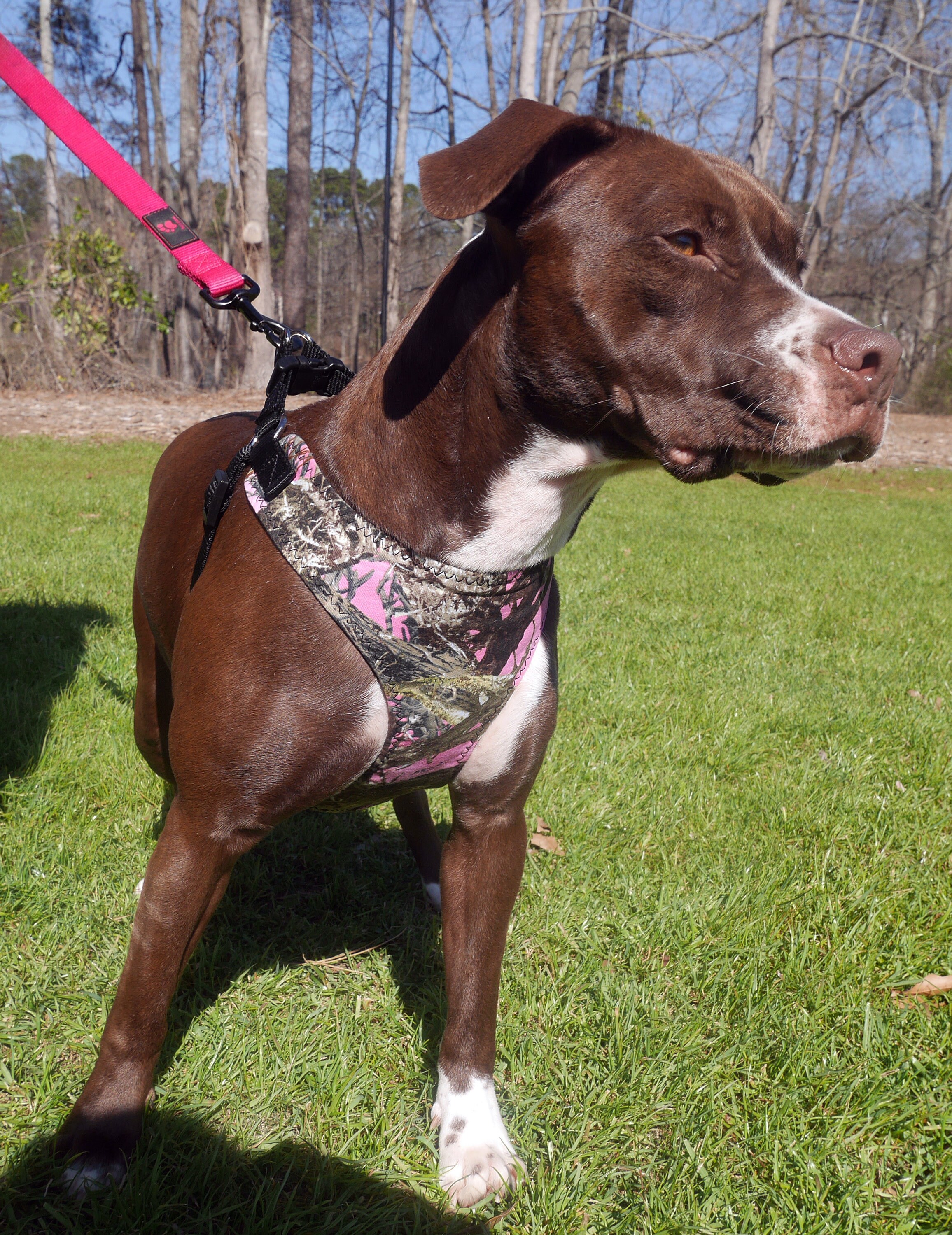 Pink Camo Dog Harness, Mossy Oak Print, Available in 2 Styles for Large