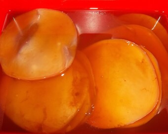 Special-ORGANIC KOMBUCHA SCOBY!