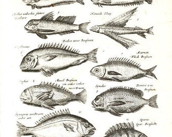 Very Rare Antique Orignal Engravings Of Fish From Merian 1657 Historiae Naturalis - Copper Engraving