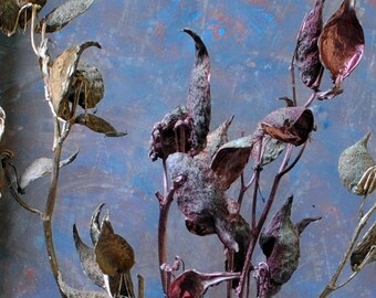 Dried Milkweed Pods Seed on steams Asclepias syriaca Dried Arrangements Craft Supply Crafting Floral Supplies golden cooper Christmas decor